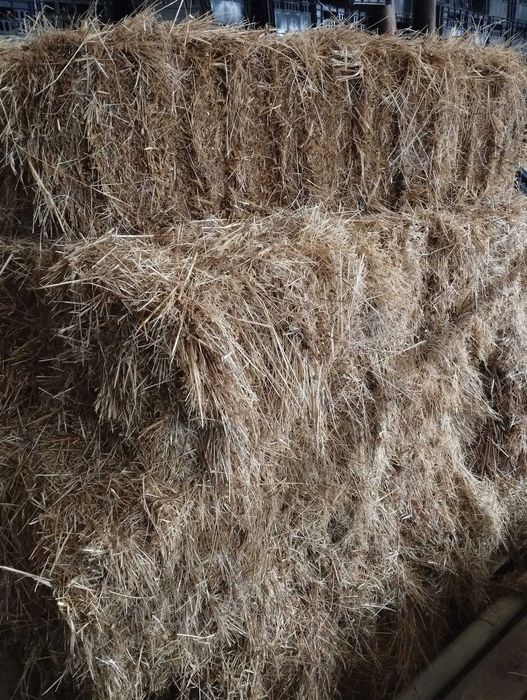 50 Fardos de Palha - 5€ cada fardo