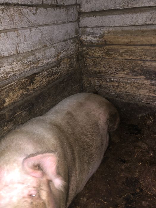 Свиня 220кг  порода f1