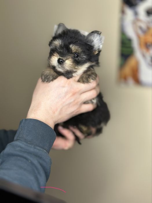 Йорки йоркширський тер'єр цуценя. Міні