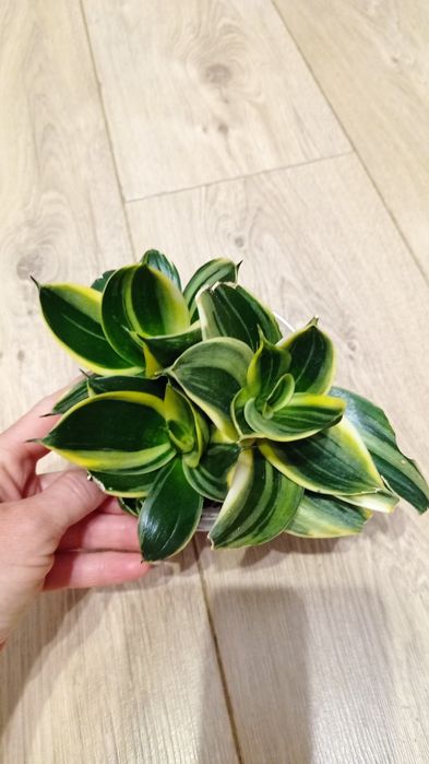 Сансевієрії колекційні  Ханні  і інші сорти, Цеоліт( 3-5 мм)