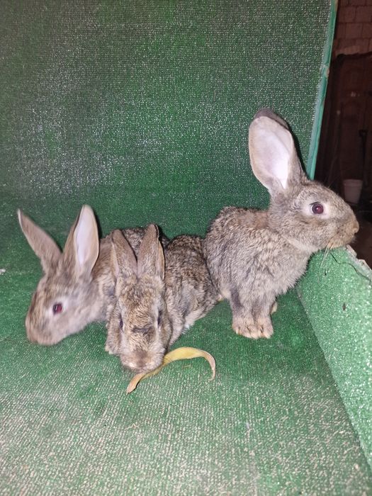 Sprzedam króliki mieszanka wjs z belgiem