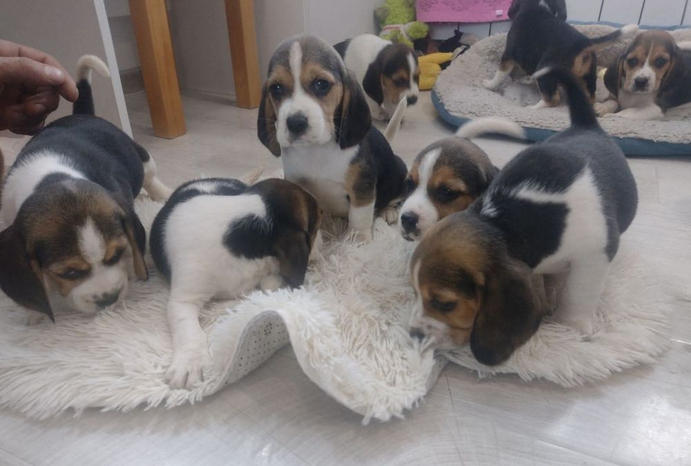 Suczka Beagle gotowa do odbioru