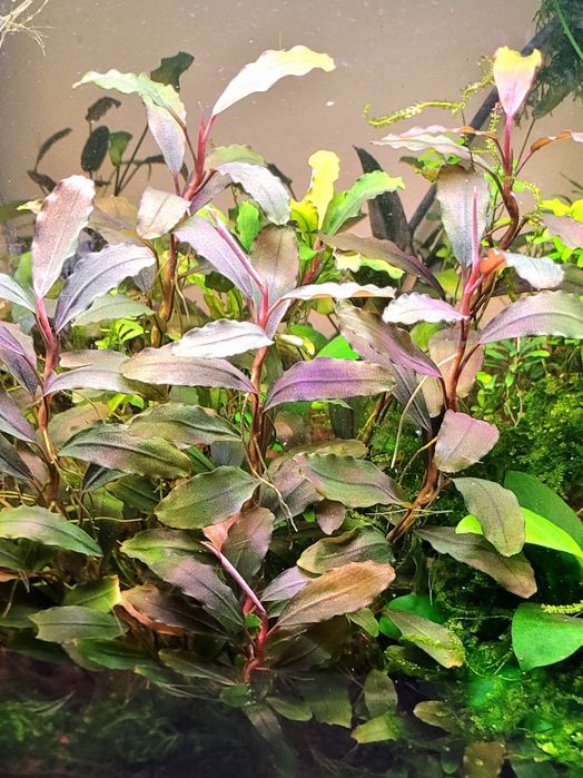 Bucephalandra theia red
