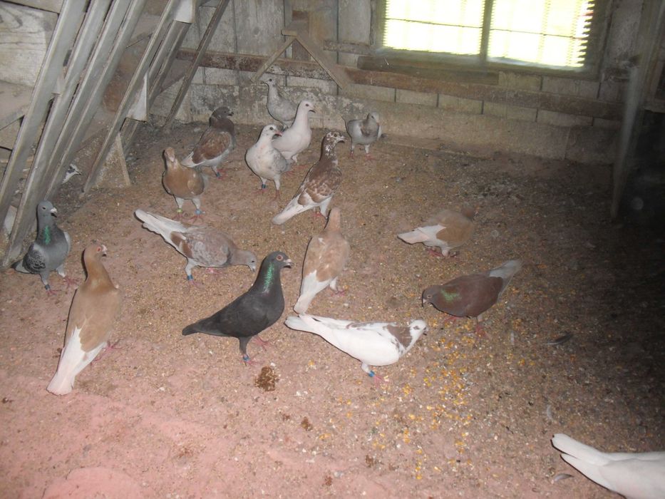 golebie pocztowe nr9