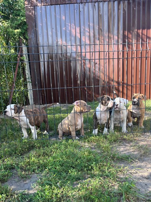 American Staffordshire Terrier Amstaff Suczka
