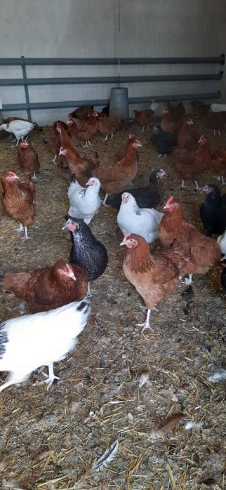 Młode kury nioski Rosa