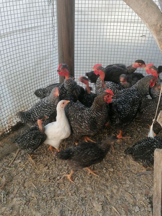 Frangas E frangos de raça pedrês e arraçados já..
