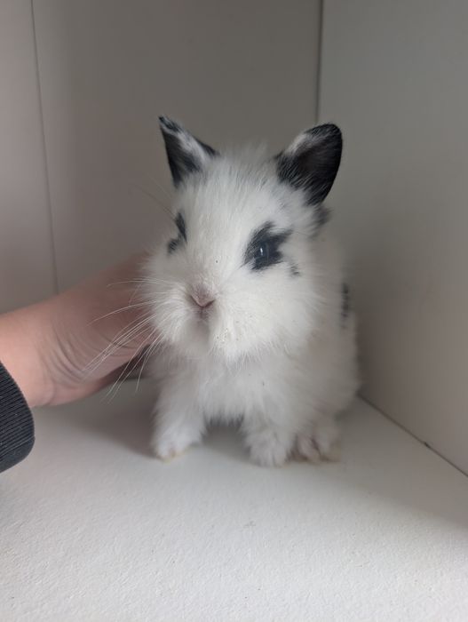 Królik Teddy, miniaturka