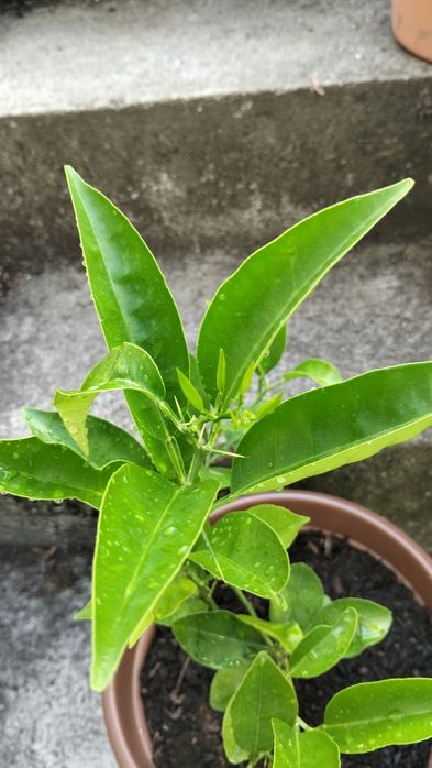 Laranjeira em vaso