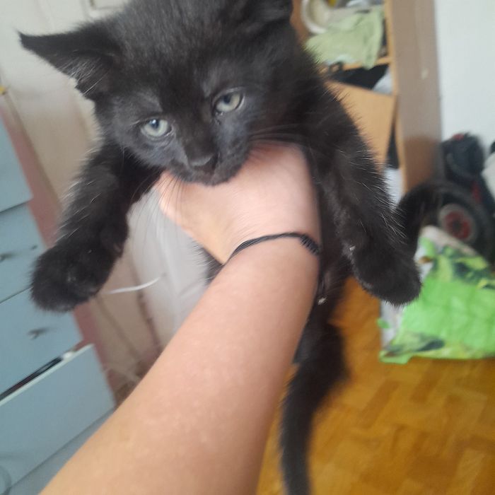 Oddam za darmo kotka miniaturka