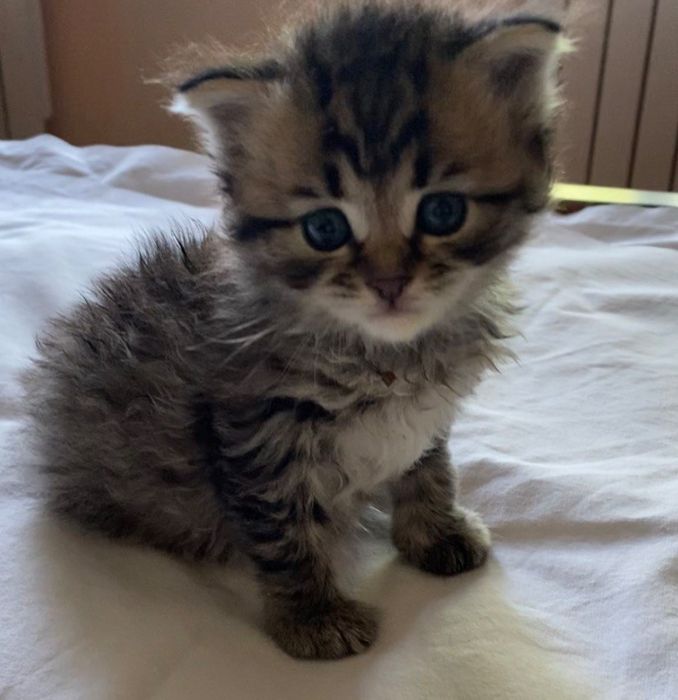 Кошнятко котенок мальчик котята
