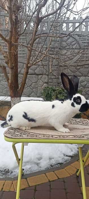 Кролики Строкачі