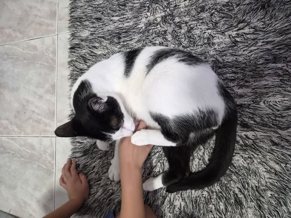 Gatinho para adoção