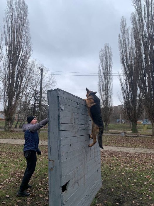 Кінолог. Дресирування собак. Кропивницький