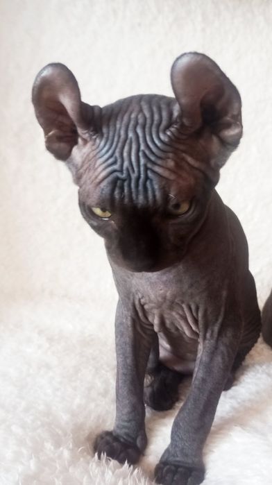 Двельф Эльф Клубні кошенята Єксклюзив.