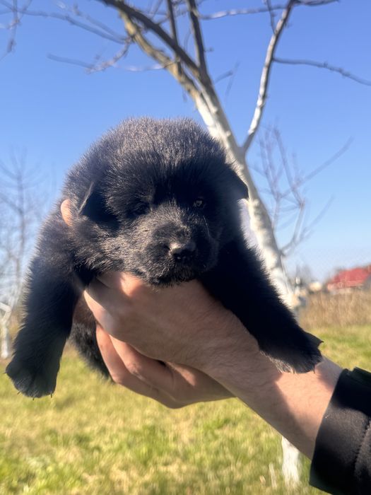 Цуценята метиси вівчарки, 4 хлопчики