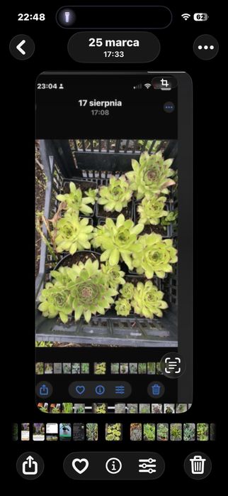 rozchodniki bardzo duza ilosc do sprzedania