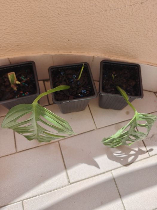 Monstera oblíqua adansonii.