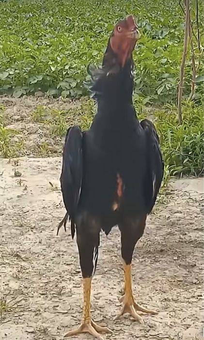 Куры и петухи Бойцовские О Шамо