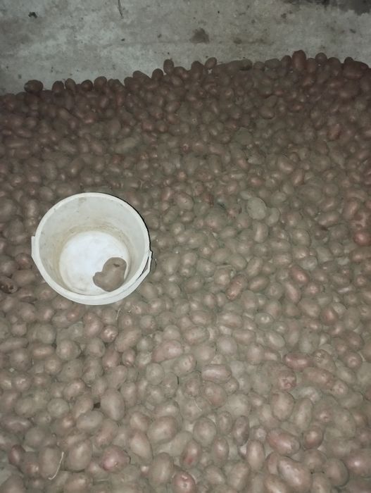 Sprzedam ziemniaki sadzeniaki Rikardo