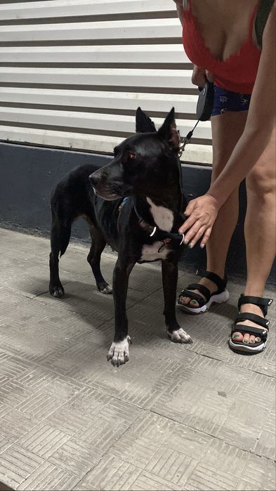 Стаффорд питбуль соочно ищет дом