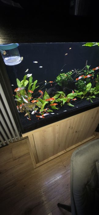 Sprzedam ryby mieczyki,molinezje