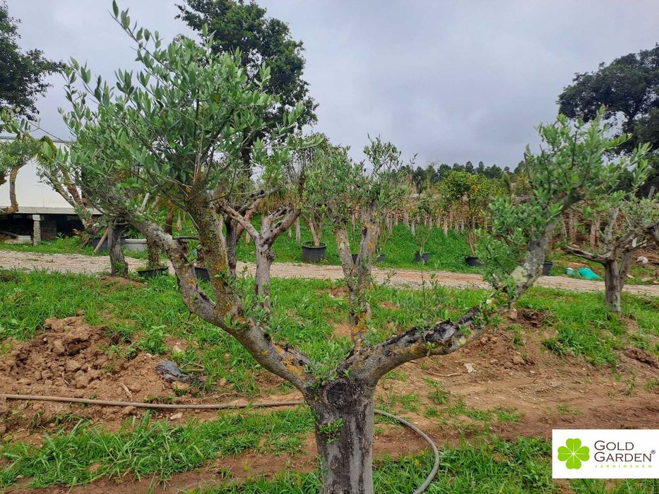 Oliveiras disponíveis! Jardim / Exterior / Plantas /