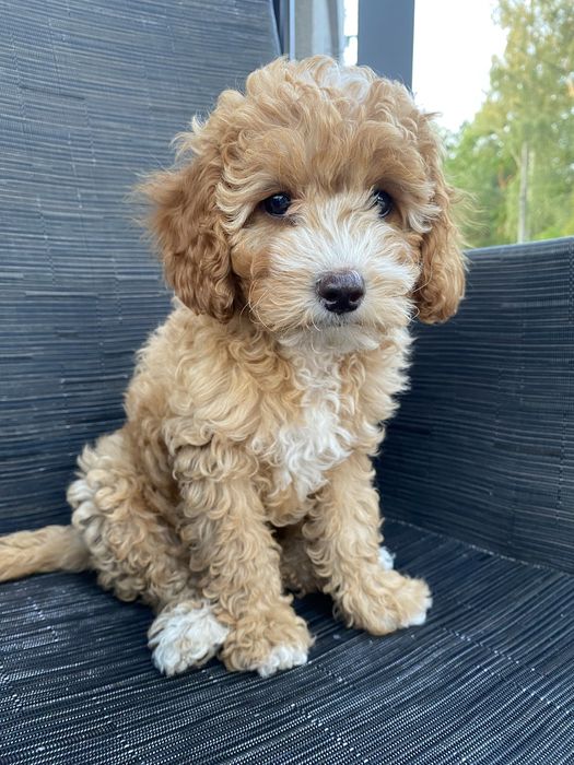 *Zarezerwowana* Milka Cavapoo F1B Pudel Miniaturowy & Cavapoo