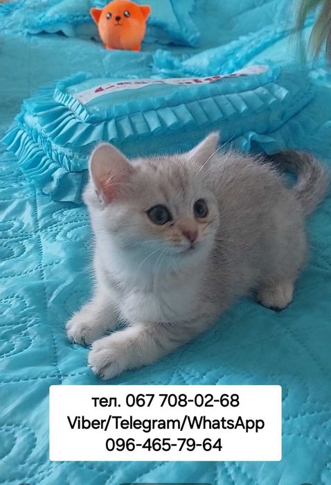 Скоттиш страйт/шотландский котенок девочка/ шиншилла из питомника