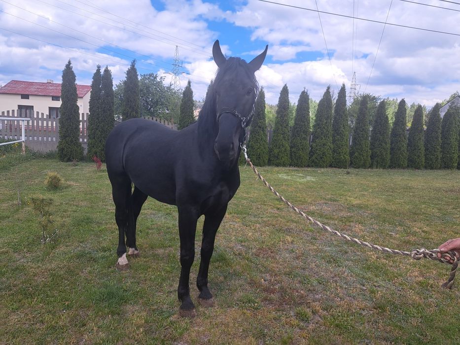 Sprzedam konie  śląskie