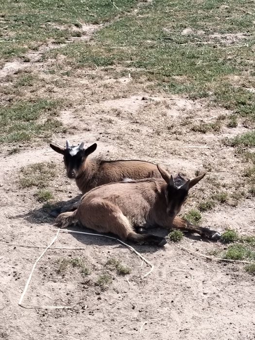Vendo cabras anãs