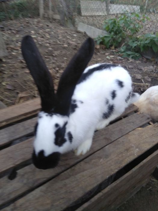 Кролики кролі кролиці