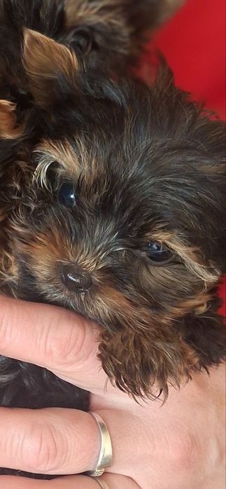 Продам собаки йоркширськие терьеры мініки.