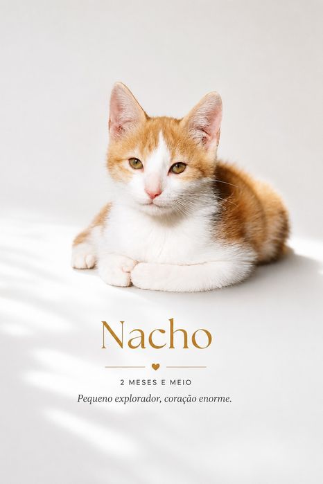 Gatinhos bebés para adoção