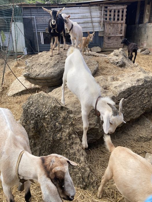 Boa tarde tenho para venda as cabras que se encontram nas fotos