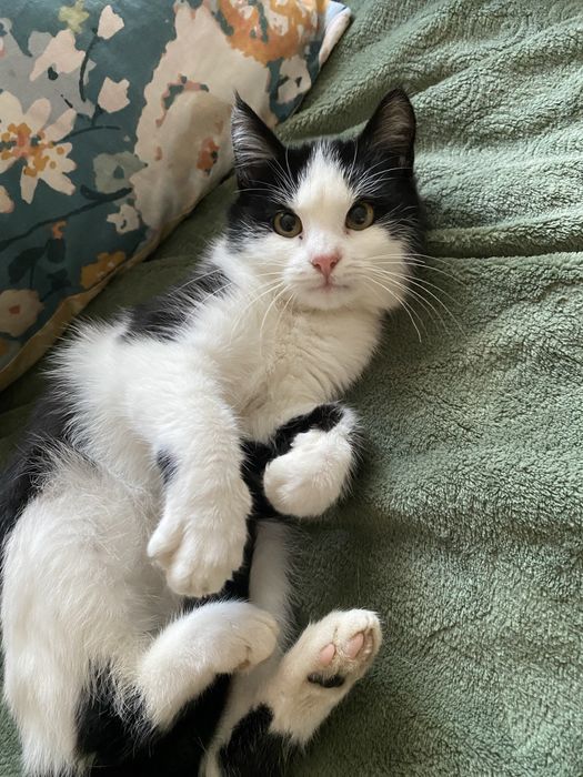 Шукаю родину для кошеняти чорно-біла 4-5 місяців чернівці сторожинець