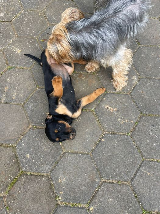 Cães bebés adoção