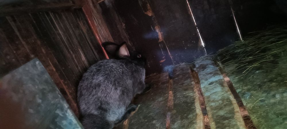 Продам двох кролів Полтавське срібло