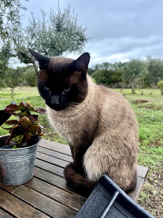 Gatinhos lindos à procura de um lar acolhedor e carinhoso
