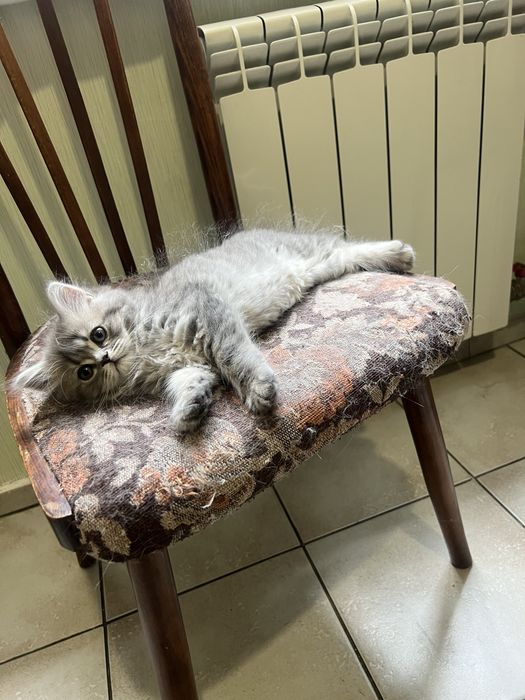 Шотландські кошенята