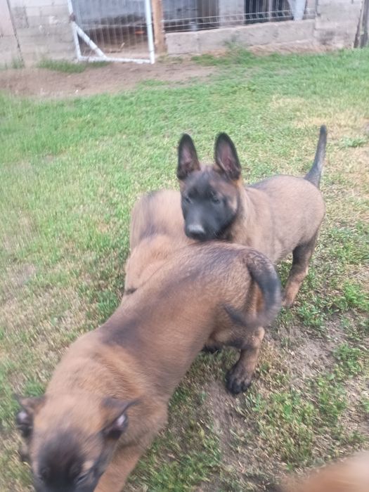 Owczarek Belgijski Malinois