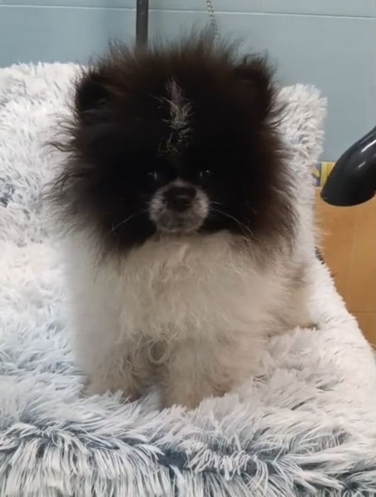 Lulu da Pomerania Macho