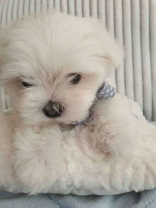 Maltańczyki Piesek z Rodowodem - Zerknij-Mini do 2,5kg.