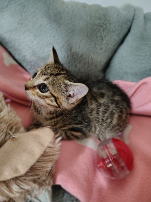 Storczyk i  Chaber 2 miesięczne kociaki do adopcji