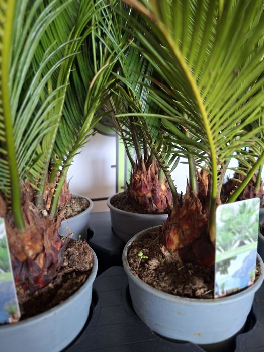 Cycas Revoluta, Sagowiec Odwinięty 50 cm -