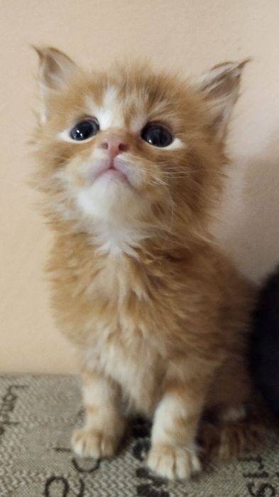 Акция в питомнике!Котята мейн-кунята Доставка