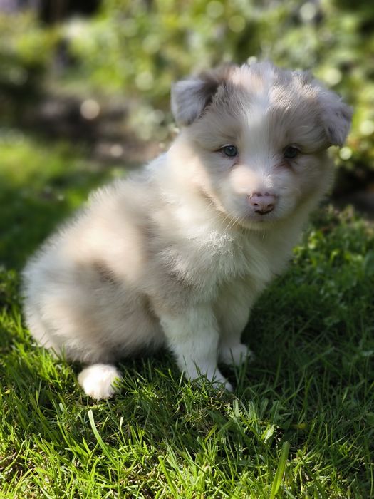 Border collie ZKWP FCI piesek red merle