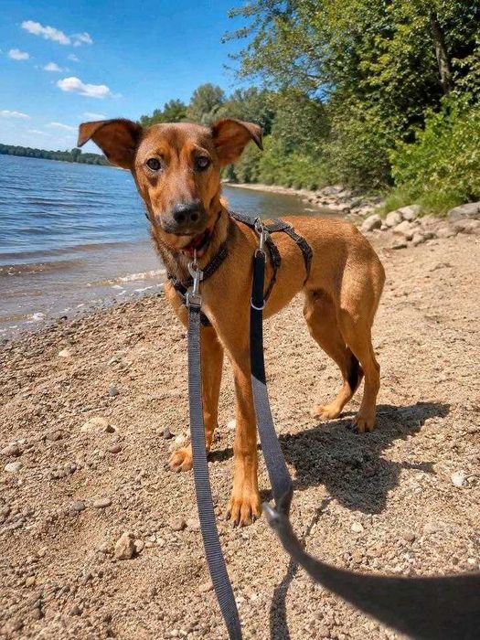 JODA, cão macho de raça mista adotado.