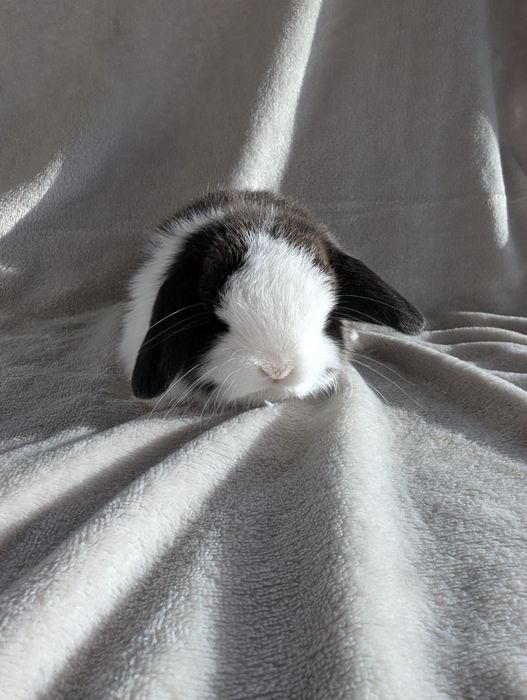 Mini lop, baranek miniaturka, metryka