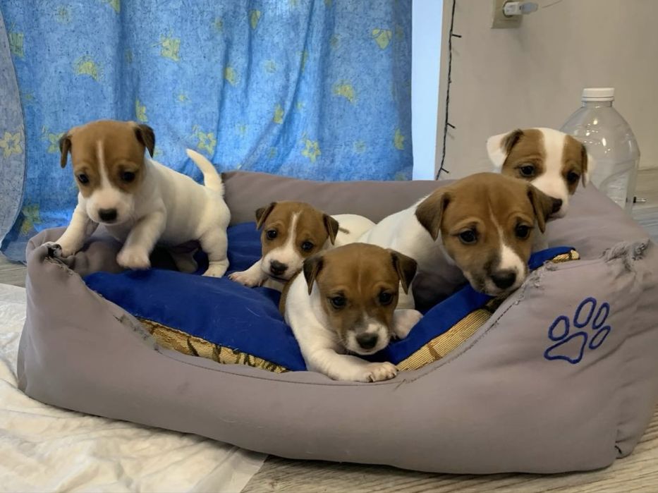 Случка/вязка Джек Рассел терьер